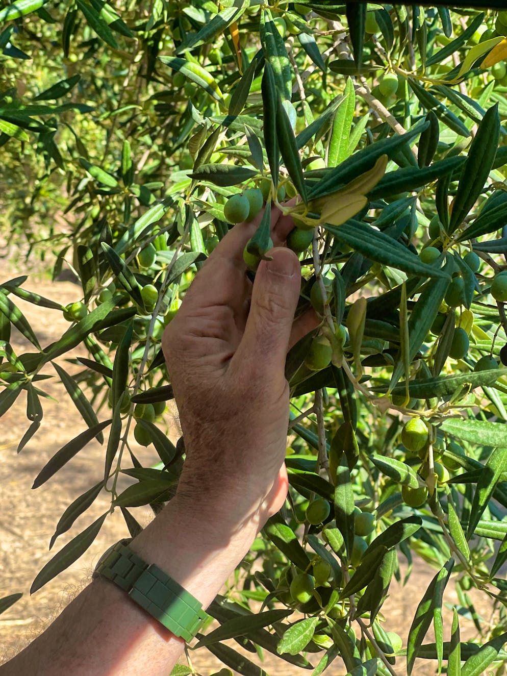 Travelogue Southern Sicily: Agriturismo Mandranova. Giuseppe is happy with the olives - it should be a good harvest.