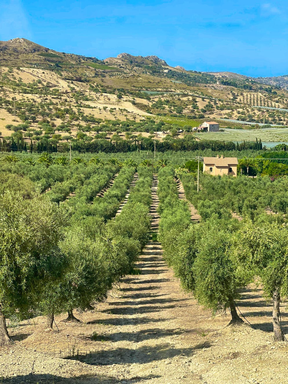 Travelogue Southern Sicily: Agriturismo Mandranova. Mandranova has around 10,000 olive trees on the farm.