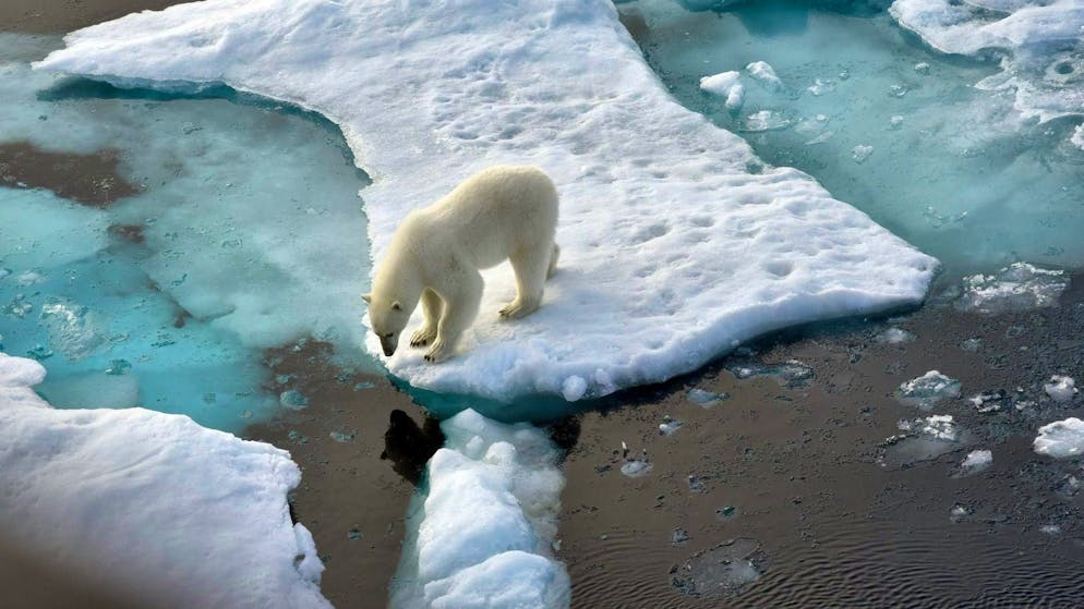 Ecco come è arrivato. Orso polare raggiunge l'Islanda per la prima volta dal 2016, la polizia lo uccide