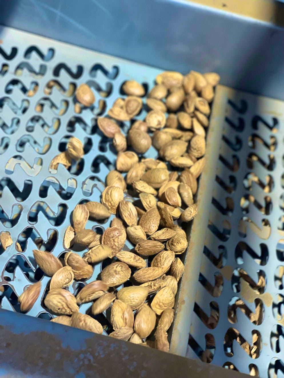 Travelogue Southern Sicily: Agriturismo Mandranova. The almonds have already been picked and are in the processing phase.