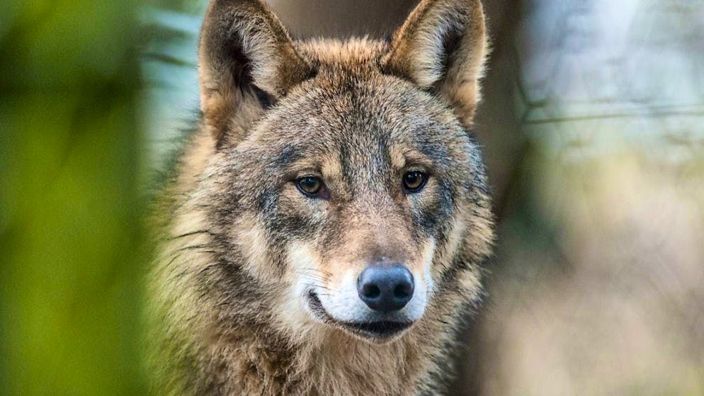 The Research Commission of the Swiss National Park questions the effectiveness of wolf culls to prevent livestock kills in general. (archive picture)
