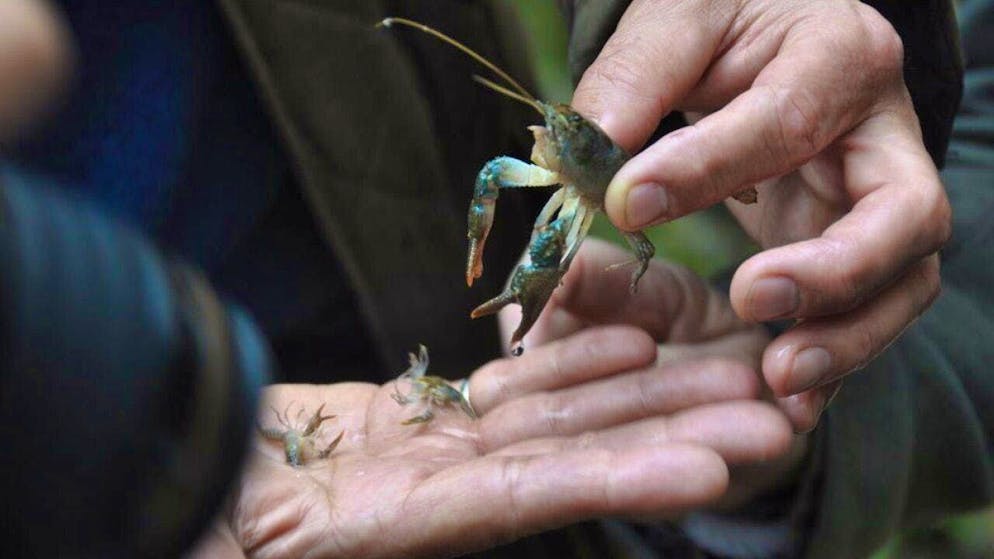 40 stone crabs have been released in the Sihlwald forest in Zurich.