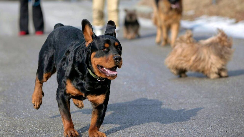 Un garçon de 6 ans a été grièvement blessé au visage et au haut du corps vendredi par un chien American Bully, qui est considéré comme un chien dangereux, à l'instar du Rottweiler (illustration).