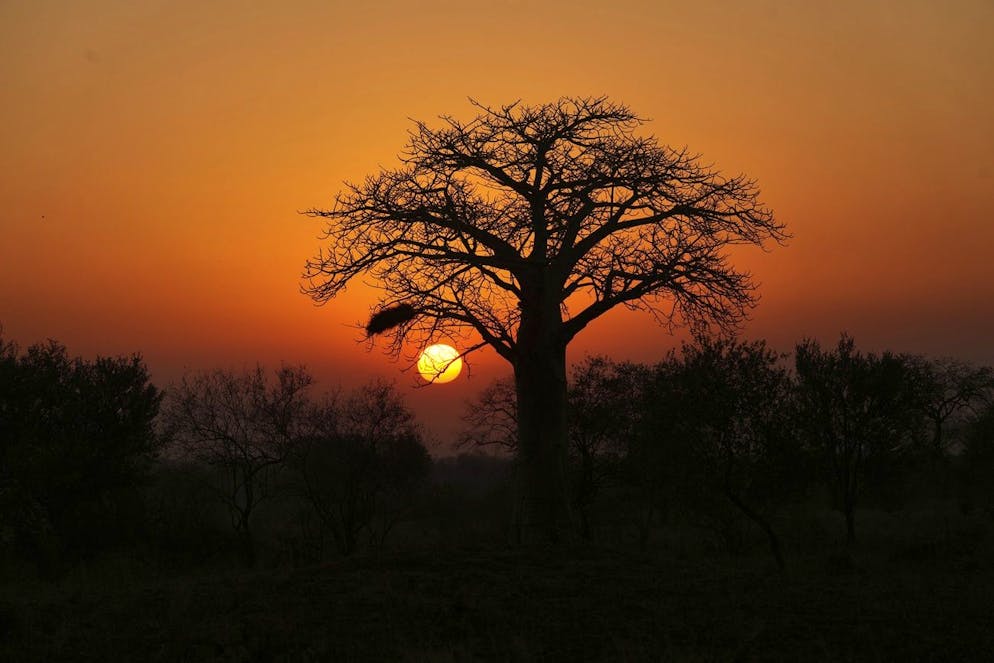 A baobab in the Save Valley Conservancy in Zimbabwe.