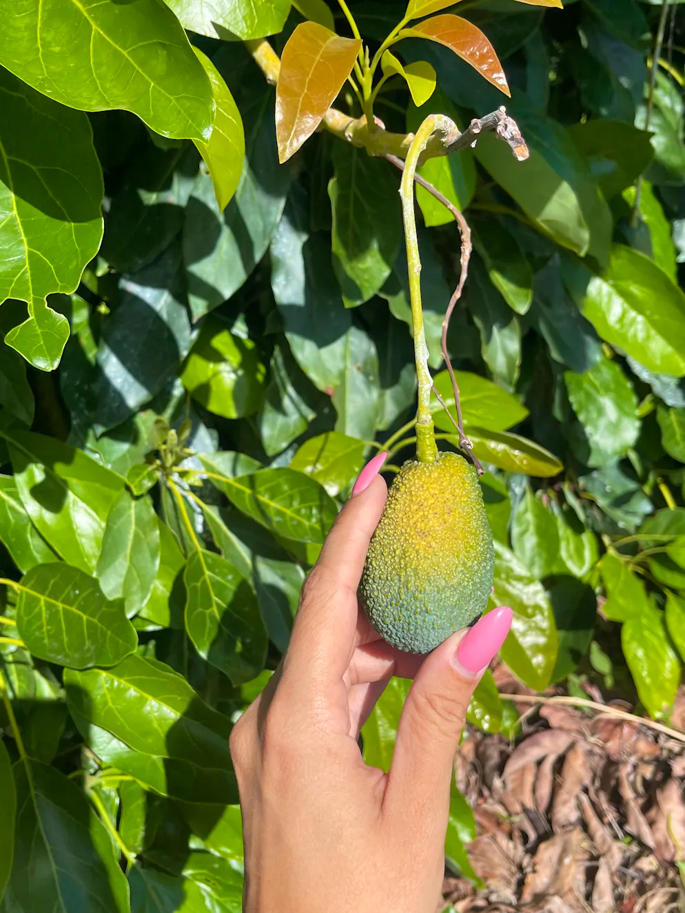 Unterwegs an der Ostküste Siziliens: Im Agriturismo auf dem Land übernachten. Bei einem Spaziergang über die Farm schlendert man vorbei an Avocado- …