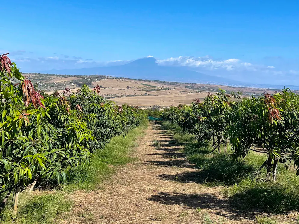 Unterwegs an der Ostküste Siziliens: Im Agriturismo auf dem Land übernachten. … und Mangobäumen. In der Ferne grüsst der Ätna.