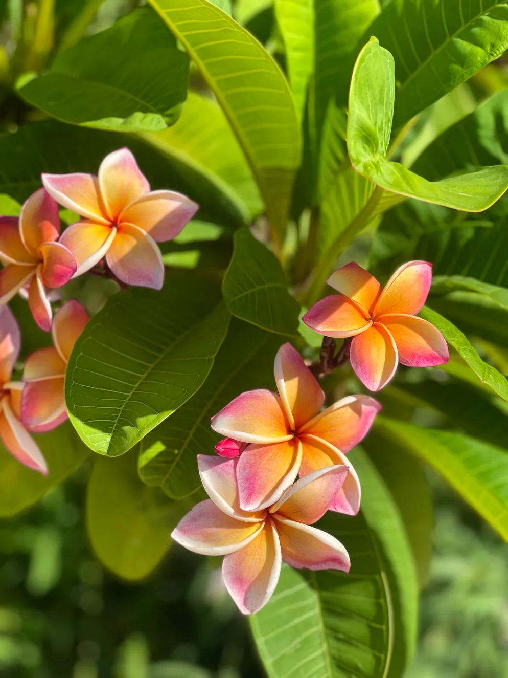 Unterwegs an der Ostküste Siziliens: Im Agriturismo auf dem Land übernachten. Die Plumeria gedeiht auf dem Anwesen. 