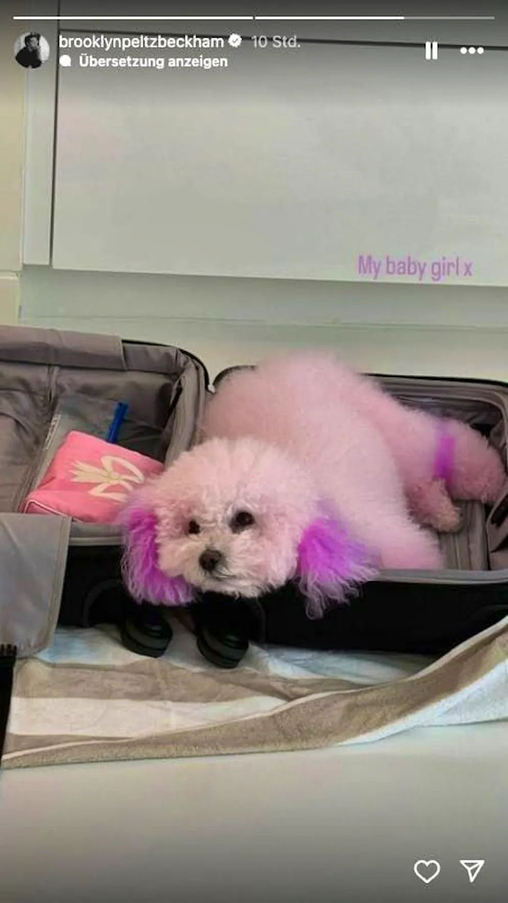 Nicola and Brooklyn Peltz Beckham dye their dogs pink. An Instagram story by Brooklyn Peltz Beckham shows one of the couple's dogs - with pink and purple fur.