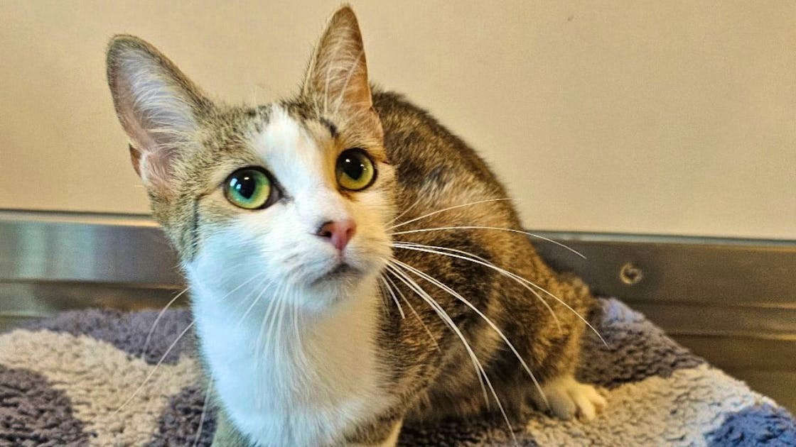 Animals Six cats abandoned in moving box at bus stop in Emmen blue News