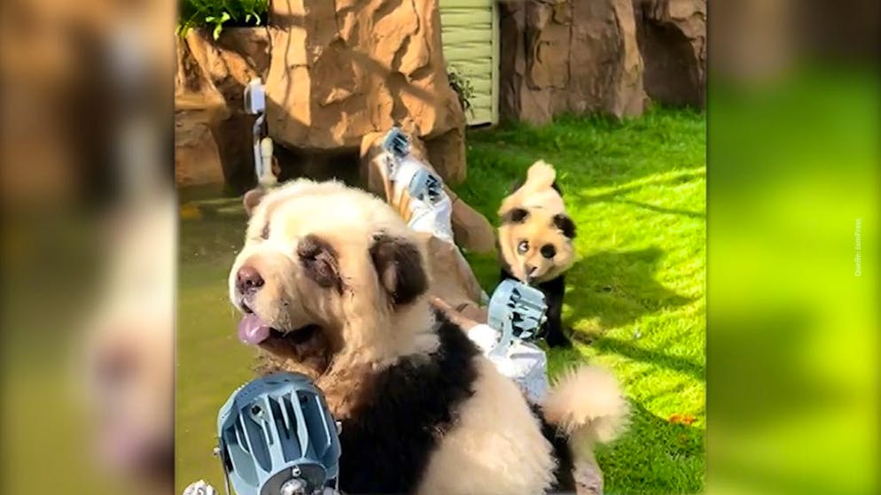 Panda-Bschiss. Zoo will mit angemalten Hunden Besucher anlocken