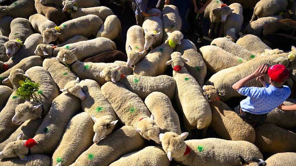 Animal disease Federal government begins national control of footand