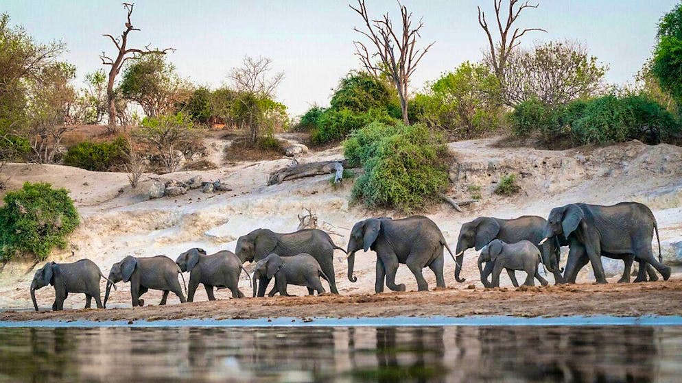 Botswana's president has announced plans to have 20,000 elephants shot.