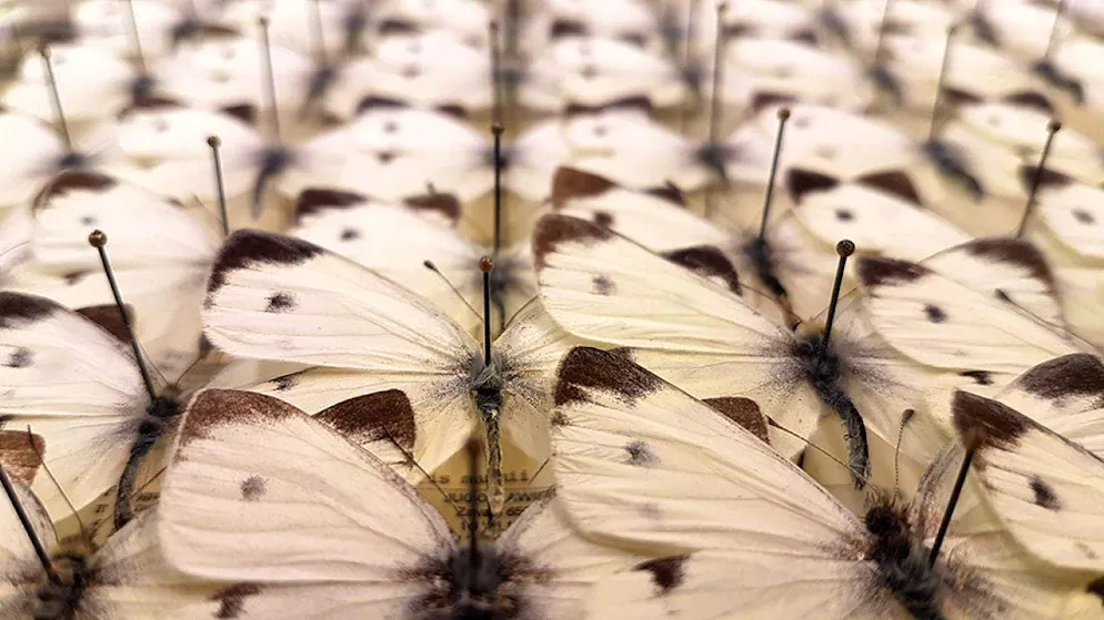 The researchers compared the genetic material of karst white butterflies with specimens in museums.
