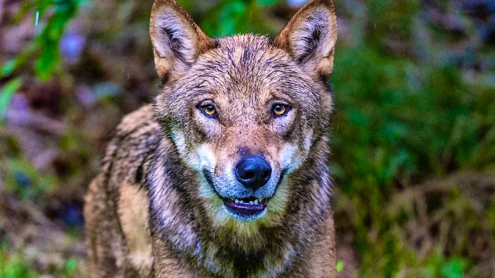 ARCHIVE - A young wolf stands in the enclosure of the Falkenstein National Park Center. Photo: Armin Weigel/dpa