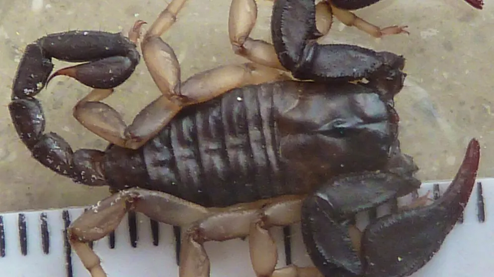 Les douanes avaient découvert des mygales, scorpions, arthropodes et autres scolopendres, pour certains dangereux (photo symbolique).