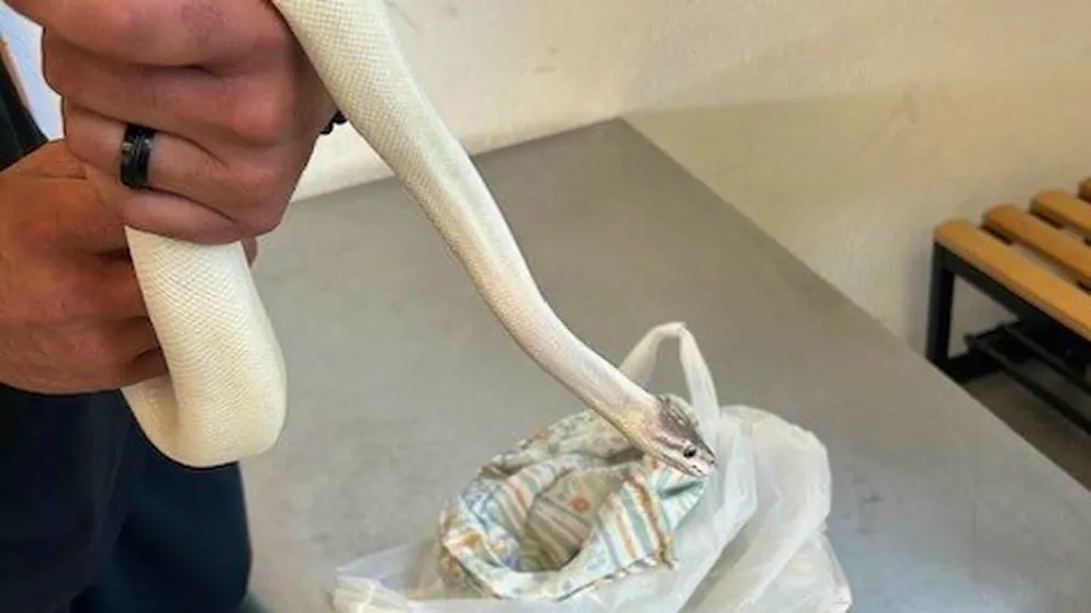 In entrata in Svizzera. In dogana a Brogeda con un pitone nascosto sotto il sedile