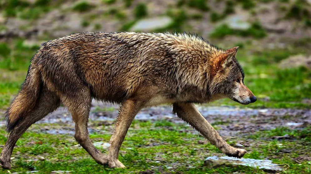 The Ticino government has authorized the shooting of a wolf in the lower Maggia Valley. (symbolic image)