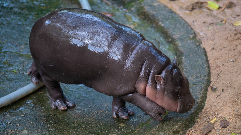 Social media. Ecco Moo Deng, l'adorabile cucciola di ippopotamo diventata virale