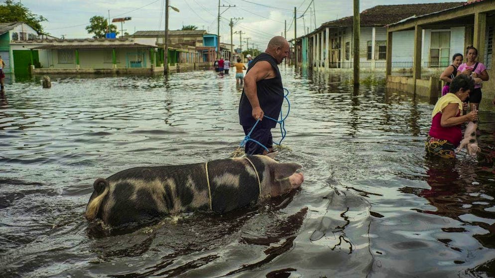 "Helene" has already caused chaos in Cuba: A man leads his pig through the floods. (September 26, 2024)