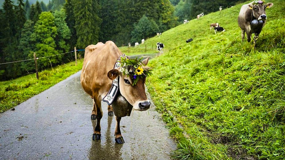 Thousands of people at the Alpine cattle drive from Charmey FR - Gallery. Several cows are adorned for the special occasion.