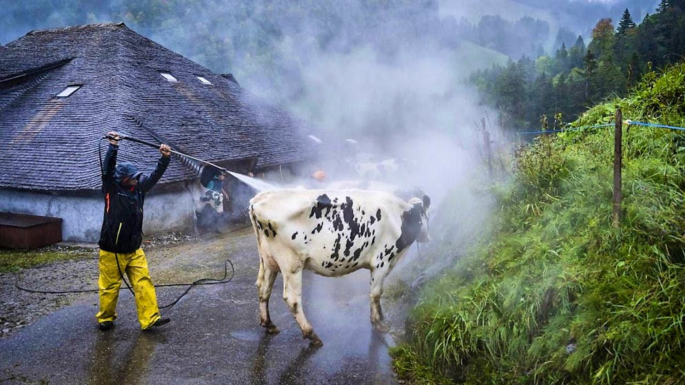 Thousands of people at the Alpine cattle drive from Charmey FR - Gallery. Final preparations for the departure of around 70 cows from the Alp Le Ganet.