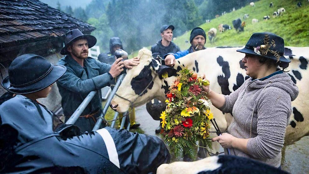 Thousands of people at the Alpine cattle drive from Charmey FR - Gallery. Farming families decorate their animals before the cattle drive.