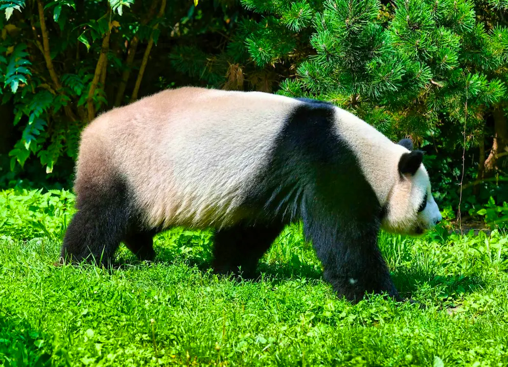 Kretzoiarctos beatrix: Researchers discover ancient panda in clay pit ...
