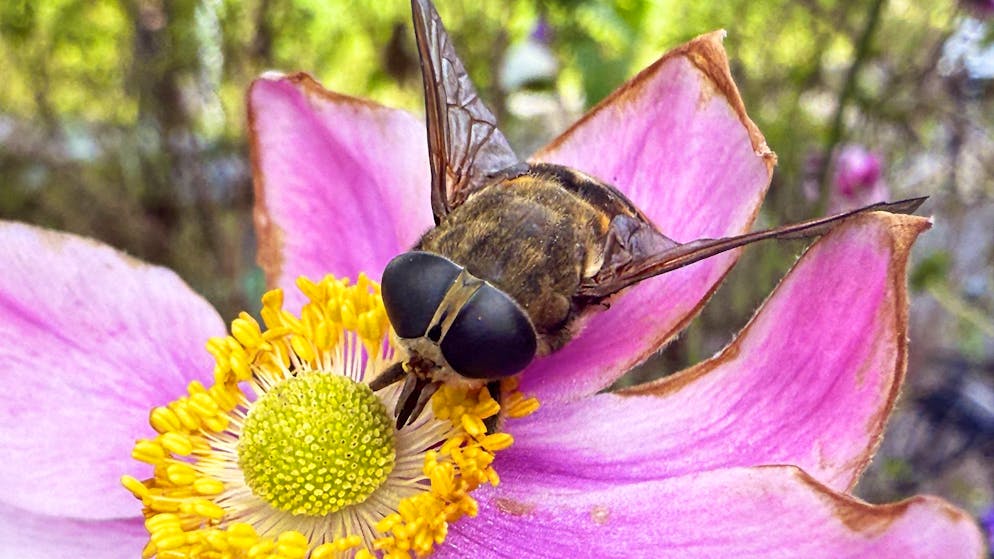 Makro-Aufnahme eines Insekts im eigenen Garten.