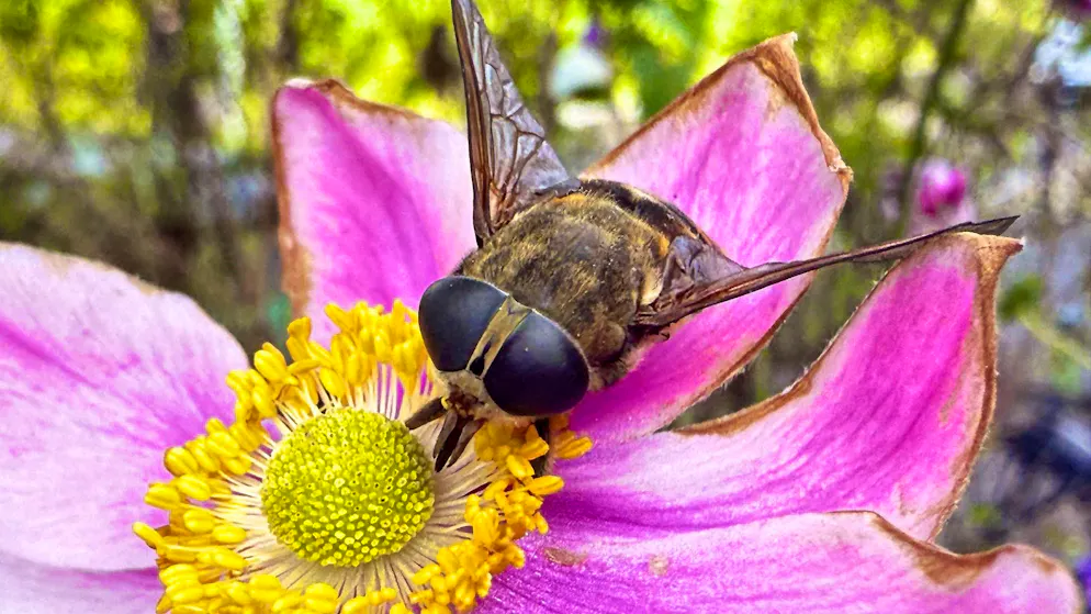 Macro shot of an insect in your own garden.