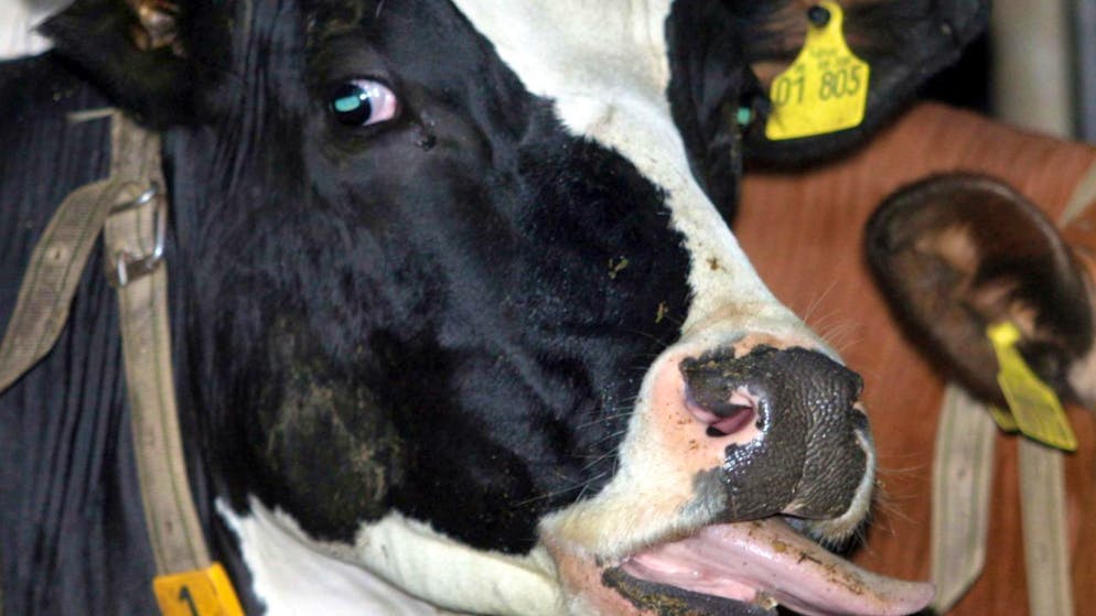 Neben Rindern kann die Blauzungenkrankheit auch andere Wiederkäuer sowie Kameliden betreffen, zu denen Kamele und Lamas gehören. (Archivbild)