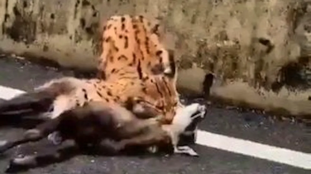 La precisazione del Territorio. Lince preda un camoscio in Ticino? «No, il video è stato girato nel Canton Vaud»