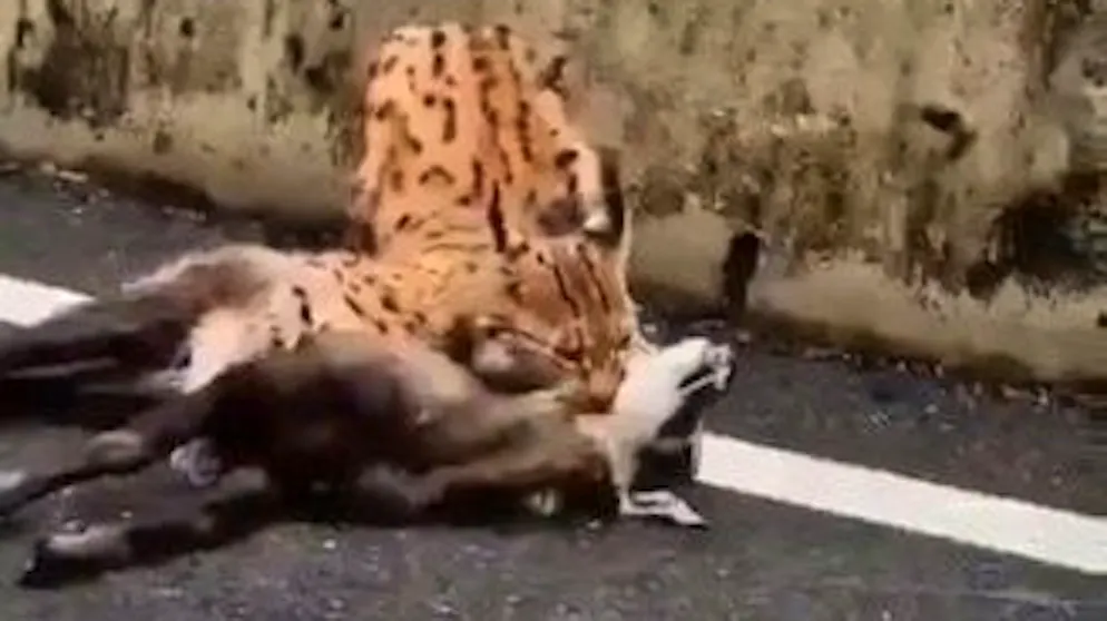 Erfolgreiche Jagd im Video. Luchs stürzt sich im Tessin auf verletzte Gämse