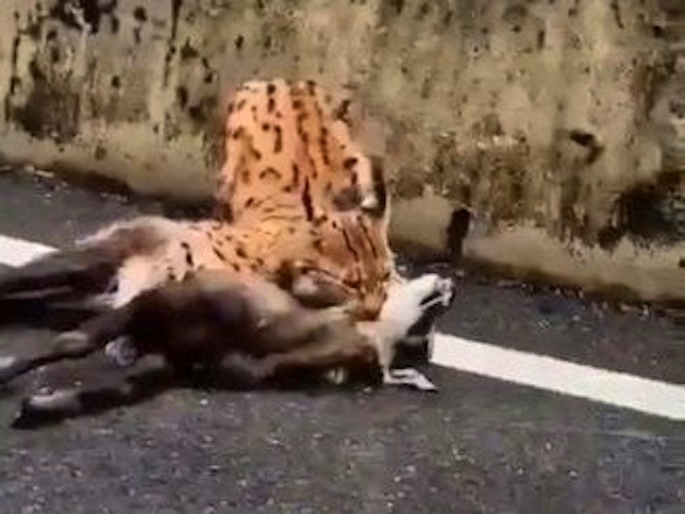 La lince mentre preda il camoscio