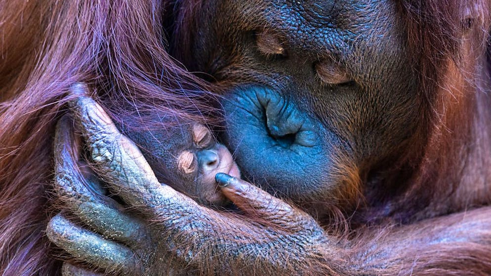 Ein einst aus Thailand gerettetes Orang-Utan-Weibchen hat zusätzlich zu ihrem eigenen Baby das Töchterchen ihrer besten Freundin adoptiert, nachdem diese spurlos im Regenwald verschwunden ist. (Archivbild)