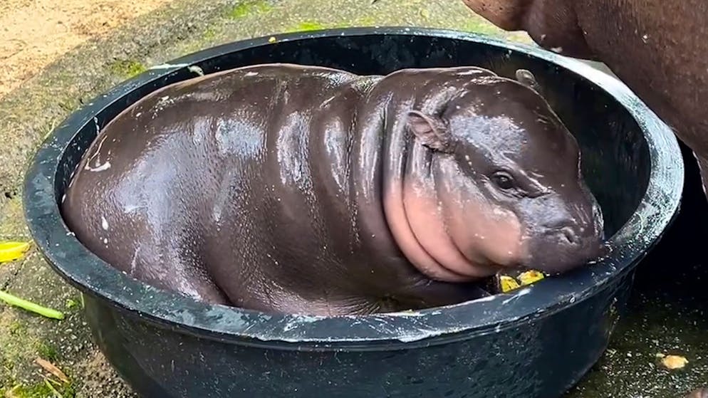 Bizarre TikTok trend. Influencers make themselves up like baby hippos