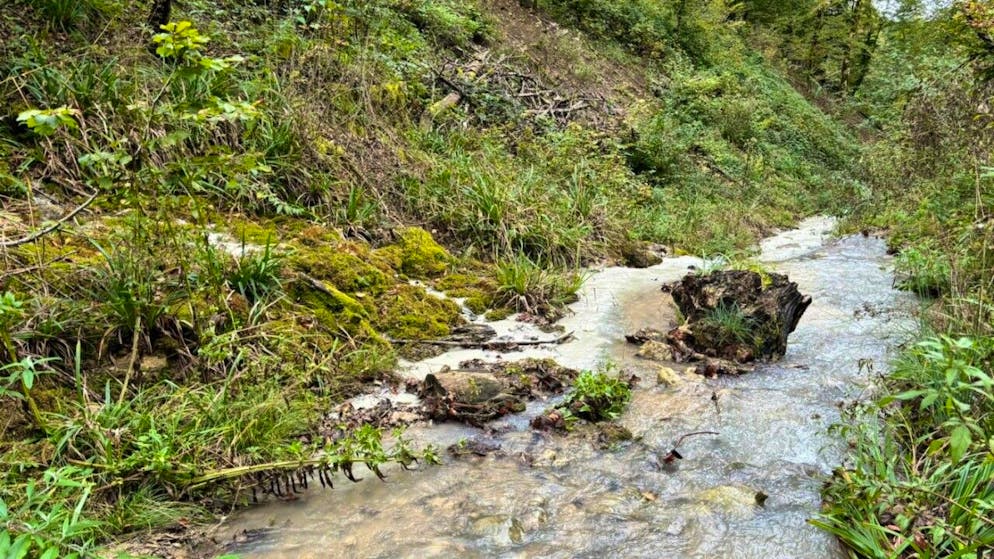 In Lausen BL ist das Buechholdenbächli weiss verfärbt und trüb. Das verfärbte Wasser ist für den Menschen ungefährlich. Allerdings sind ökologische Schäden im Bach nicht ausgeschlossen.