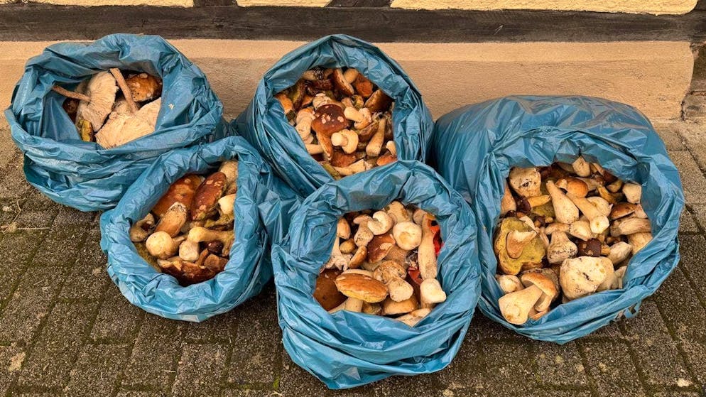 Four people wanted to smuggle this huge quantity of mushrooms into Switzerland.
