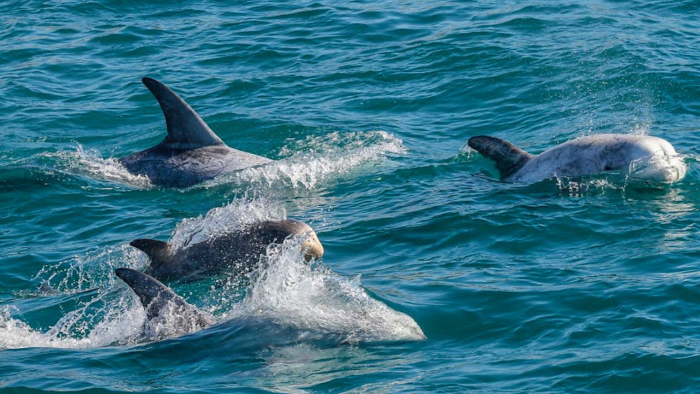 Delfine vor der Küste Chiles.