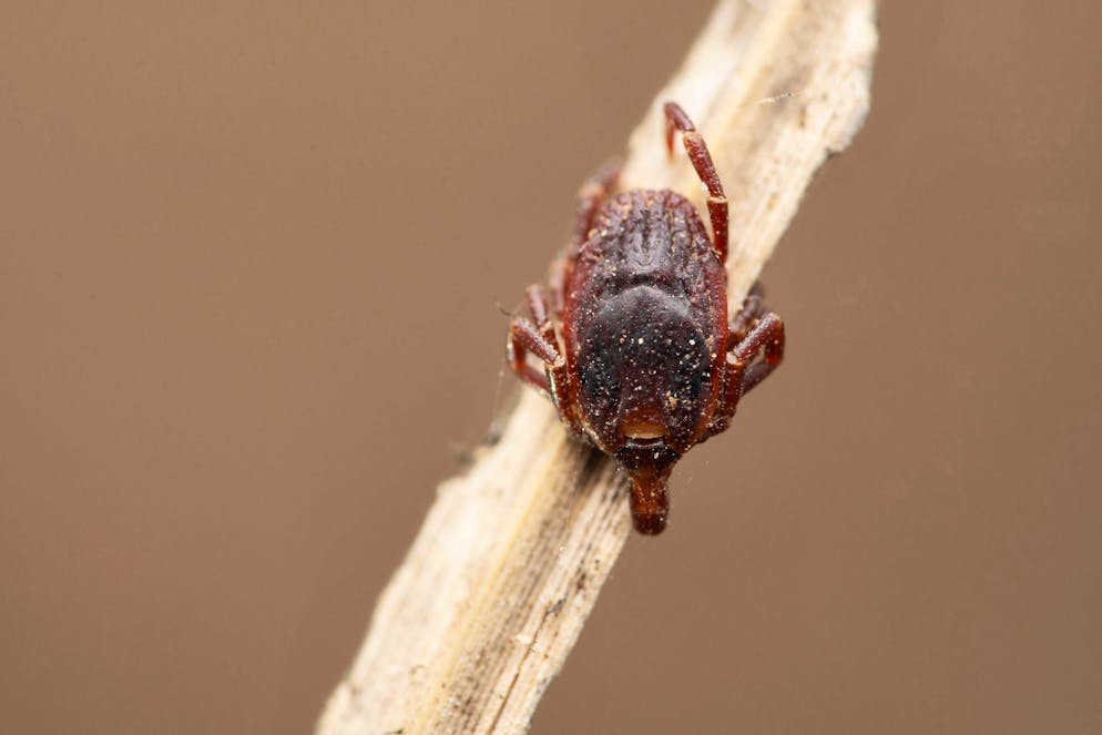 Hard bodied tick, Hyalomma marginatum at Satara, Maharashtra Hard bodied tick, Hyalomma marginatum at Satara, Maharashtra, India Copyright: xZoonar.com/RealityImagesx 20403858