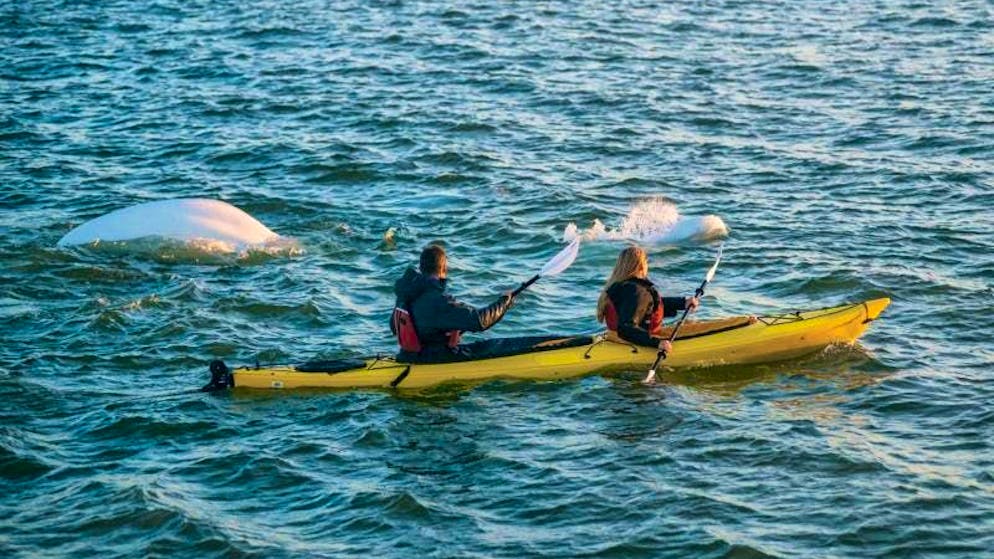 Beluga whales are the tourist stars of Churchill - visitors can get pretty close to the animals on kayak tours.