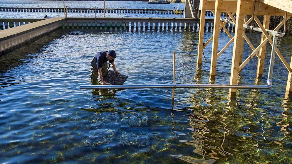 There are different types of oysters - some are also found in fresh water. The edible shellfish are farmed in Lake Geneva. (archive picture)