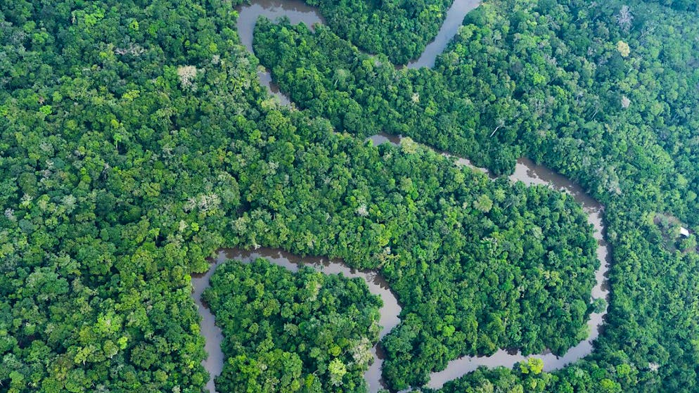 Gewisse Bäume können über 3000 Jahre alt werden. (Archivbild)