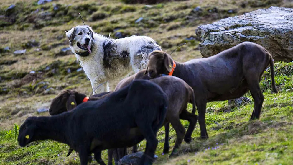 A livestock guarding dog protects sheep on an alp. Well-implemented herd protection has reduced wolf damage on the Alps in the canton of Glarus to a minimum. (archive picture)