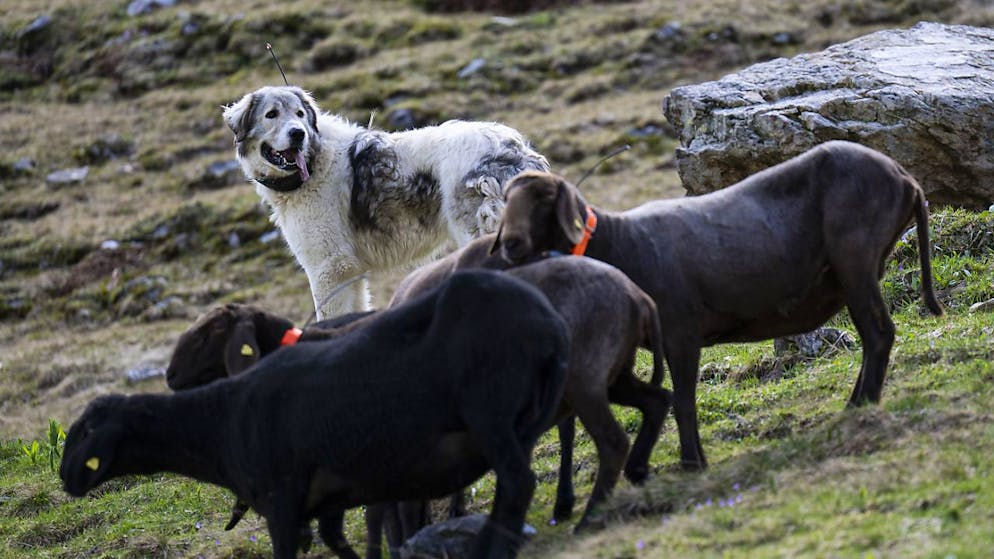 Ein Herdenschutzhund schützt Schafe auf einer Alp. Gut umgesetzter Herdenschutz hat im Kanton Glarus die Wolfsschäden auf den Alpen auf ein Minimum gesenkt. (Archivbild)