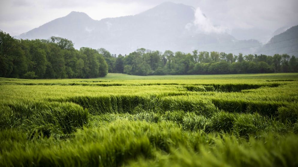Starker Regen beschädigt Weizenfelder in Fläsch. (Archivbild)
