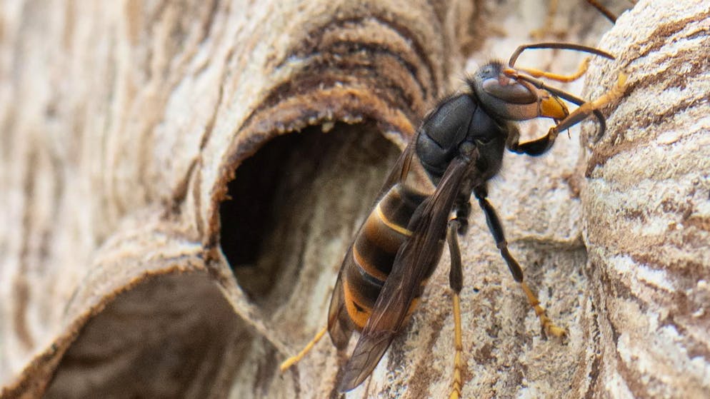 Eine Asiatische Hornisse (im Bild) hat einen schwarzen Kopf mit orangefarbener Stirn, während bei der Europäischen Hornisse der Kopf rötlich bis schwarz gefärbt ist.