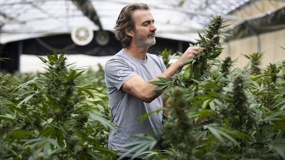 Stefan Strasser, Leiter Entwicklung und CTO SwissExtract, begutachtet die Blüte einer Bio-Cannabis-Pflanze.