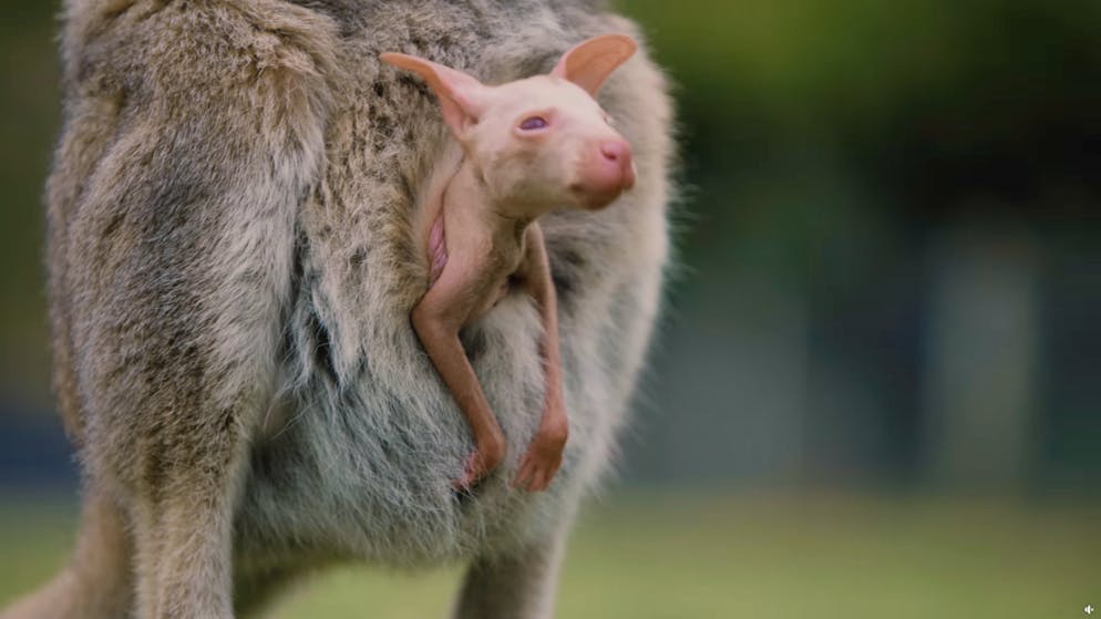 Bei seiner Geburt war Olaf so gross wie eine Bohne und weniger als ein Gramm schwer. Mit sieben Monaten beginnt der Albino sich aus dem Beutel seiner Mutter zu recken.  