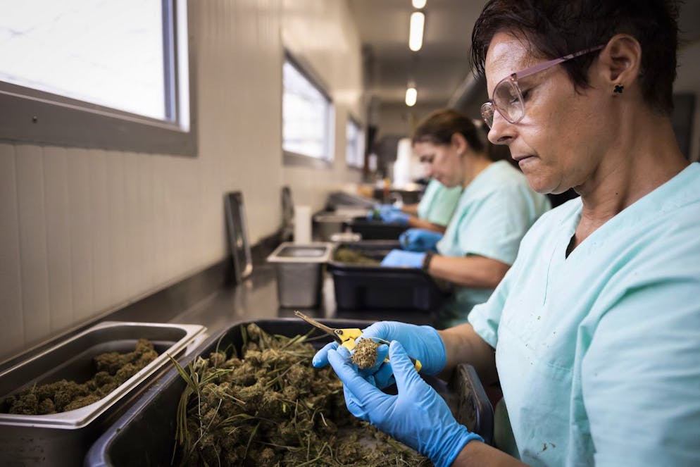 Eine Mitarbeiterin von SwissExtract schneidet Blätter und Stiele aus einer Bio-Cannabis-Blüte.