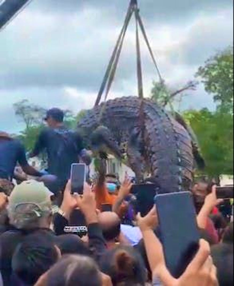 The giant crocodile is lifted ashore by a crane.